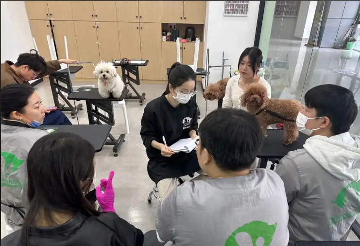 深圳市宠物剪毛宠物美容培训学校 - 方案